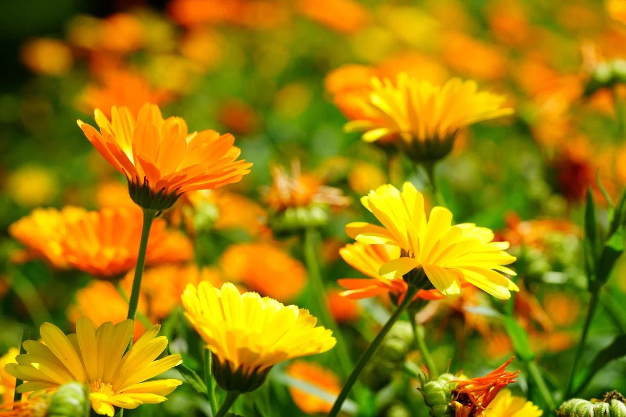 SAUNA DU VISAGE aux fleurs de Calendula